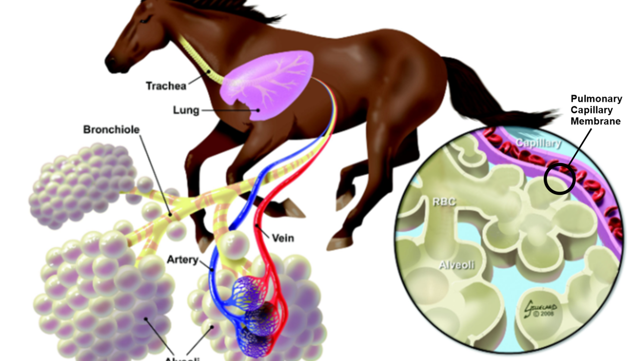 EIPH &amp; The Price Of Victory: Protecting Racehorse Lungs Image 1