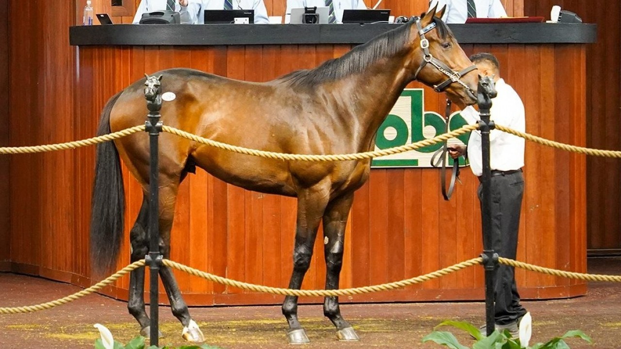 Tiz The Law Colt Fetches US$1.5 million Image 1