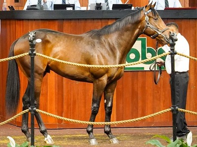 Tiz The Law Colt Fetches US$1.5 million Image 1
