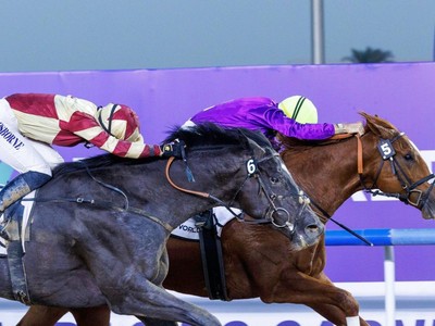Heart Of Honour Primed For Preakness Challenge Image 1