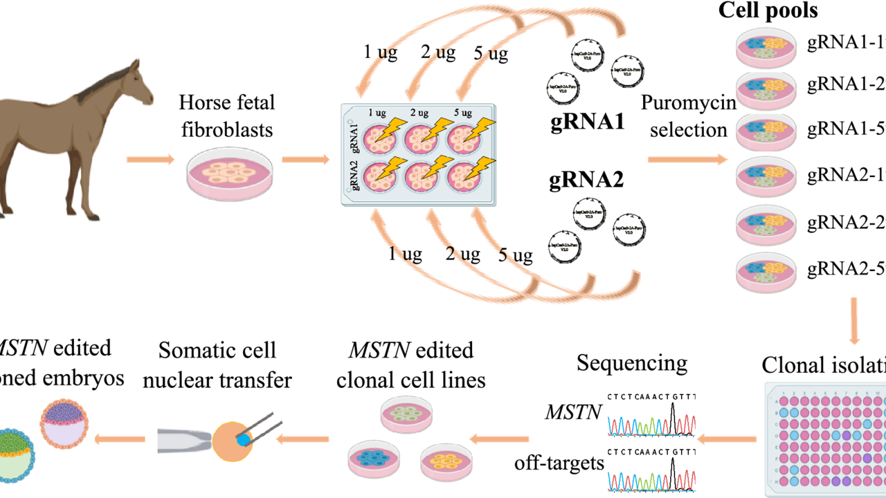 Performance Genetics: The Myostatin Protein Impact On ... Image 1