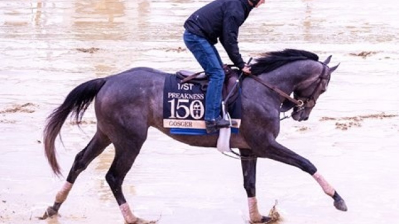 Nyquist's Son Gosger Carries Walsh's Preakness Dreams Image 2