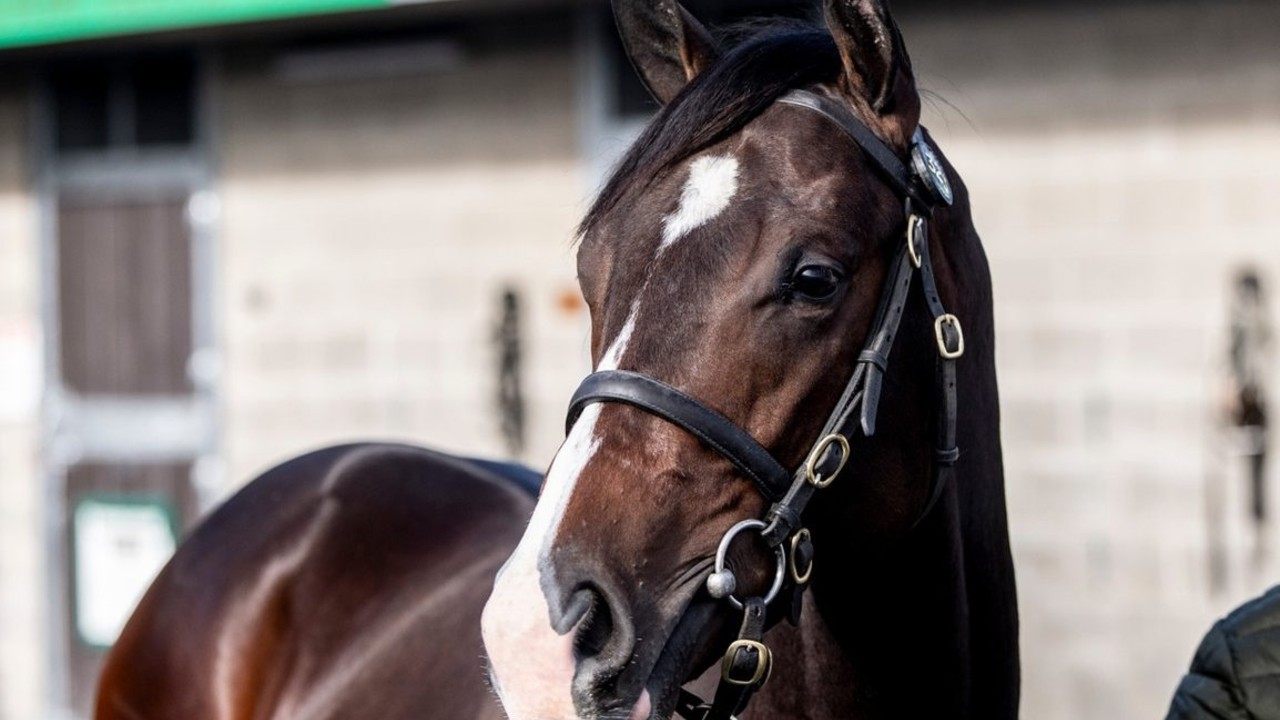 Royal Ascot Beckons For Godolphin's Frankel Sensation Image 1