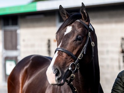 Royal Ascot Beckons For Godolphin's Frankel Sensation Image 1