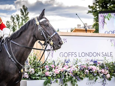 Goffs And France Galop Forge New Alliance Image 1