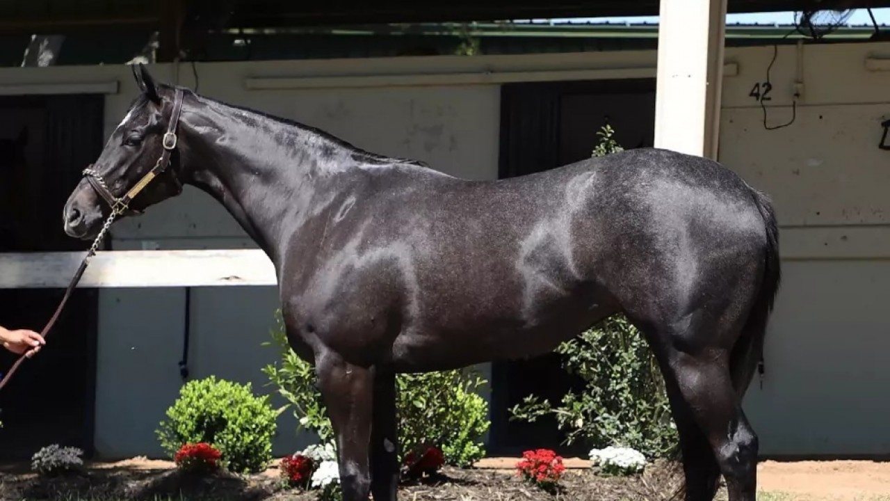 Shisospicy Set To Tackle Royal Ascot Challenge Image 1