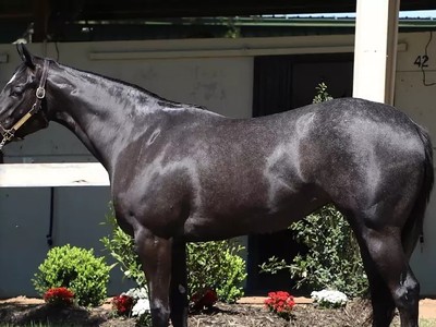 Shisospicy Set To Tackle Royal Ascot Challenge Image 1