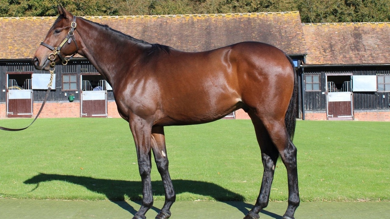Haggas Colt Targets Royal Glory After York Romp Image 1