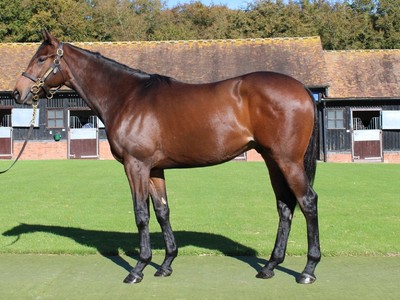 Haggas Colt Targets Royal Glory After York Romp Image 1