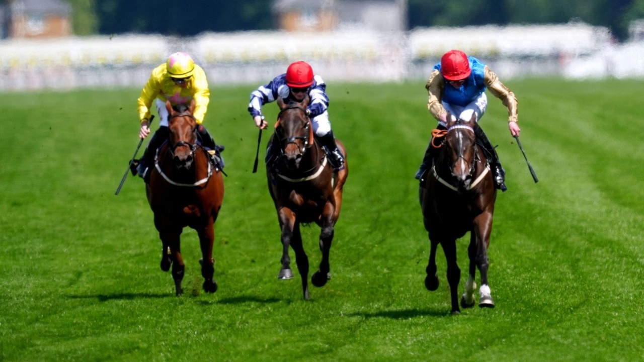 Adrian Nicholls: From Yorkshire To Royal Dreams At Ascot Image 1