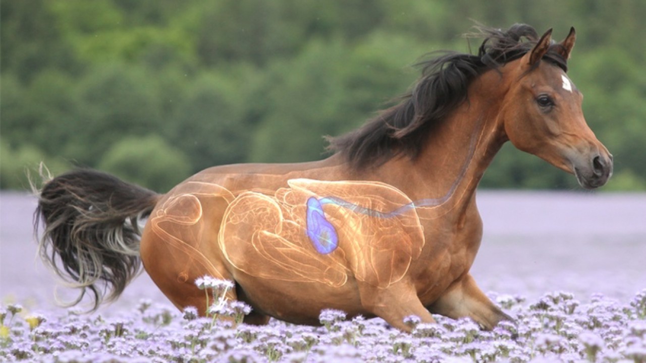 Preventing Stomach Ulcers In High-Performance Horses Image 1