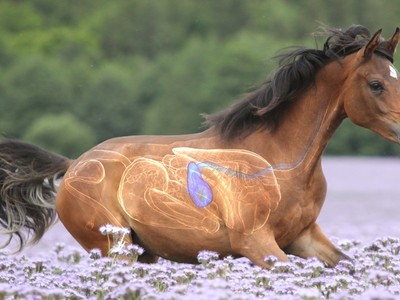 Preventing Stomach Ulcers In High-Performance Horses Image 1