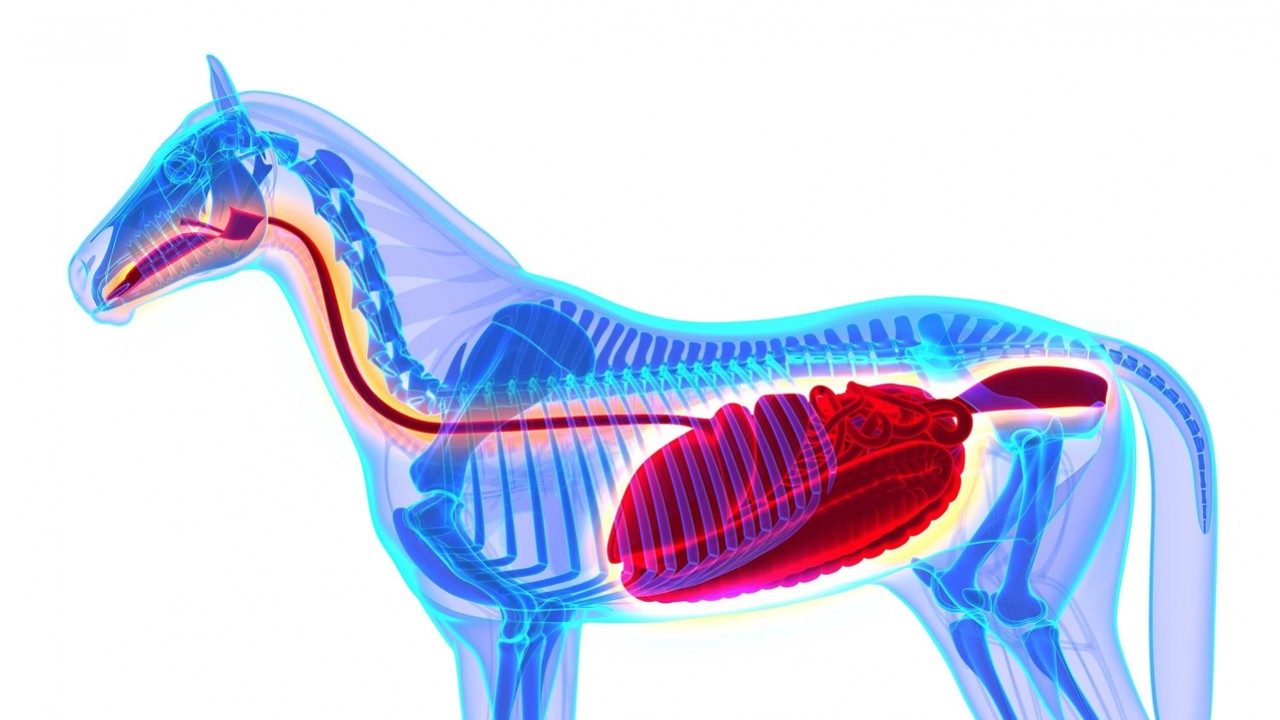 Preventing Stomach Ulcers In High-Performance Horses Image 1