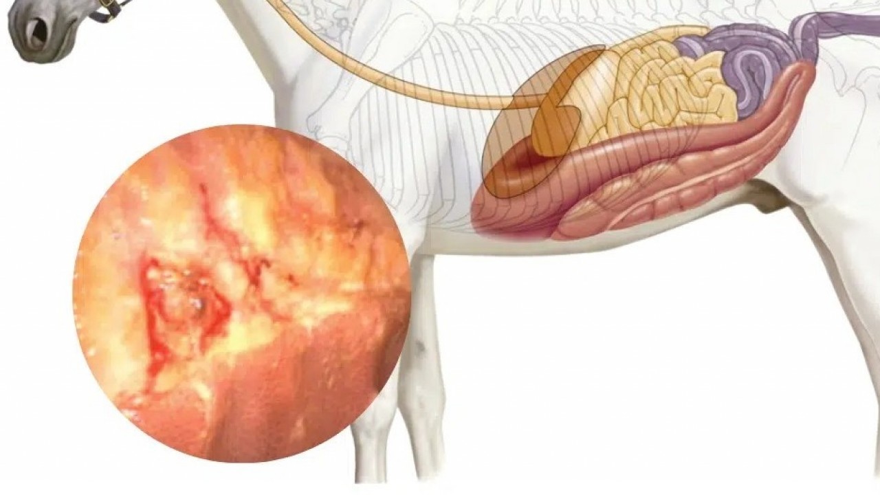 Preventing Stomach Ulcers In High-Performance Horses Image 2