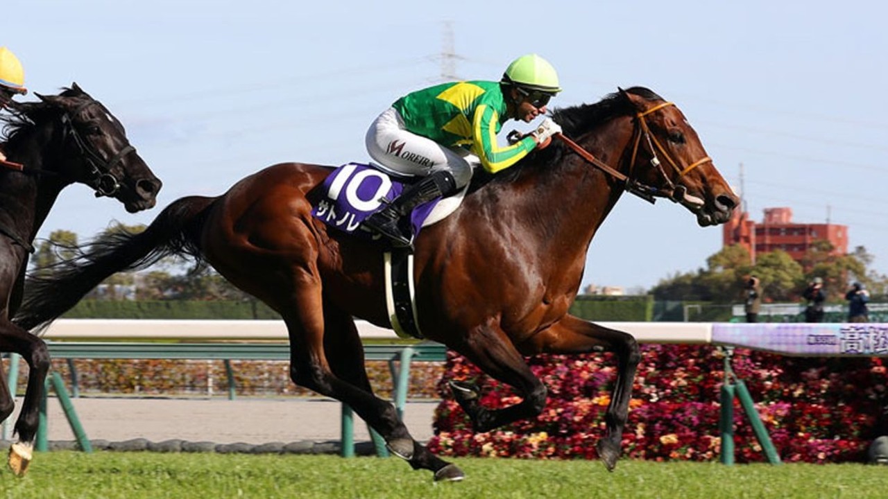 Japanese Sprint Champion Chases Royal Ascot Breakthrough Image 1