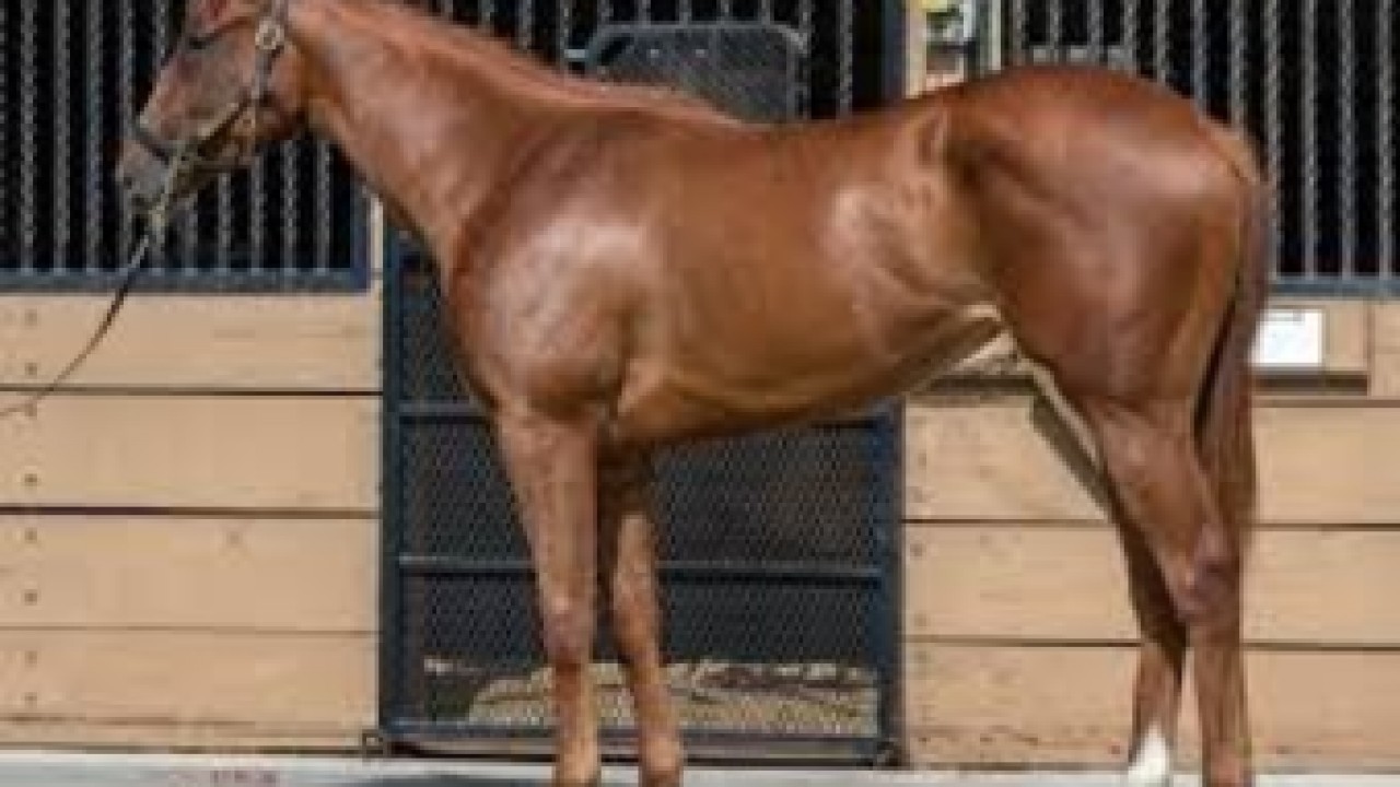 Leinster Filly Claims Fastest Quarter-Mile Time Image 1