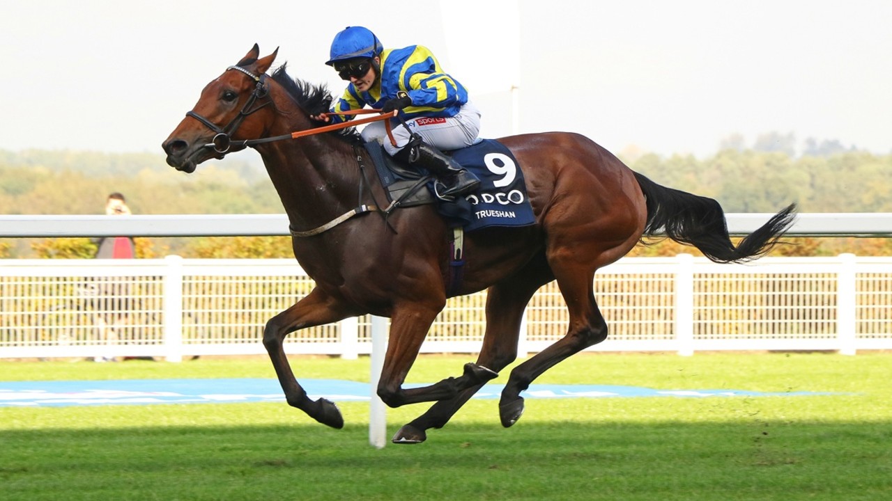 Veteran Stayer's Ascot Dreams Hang In Balance Image 1