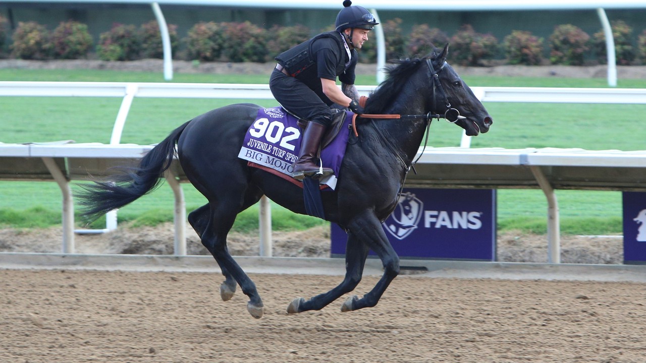 Appleby Plotting Royal Ascot Image 1