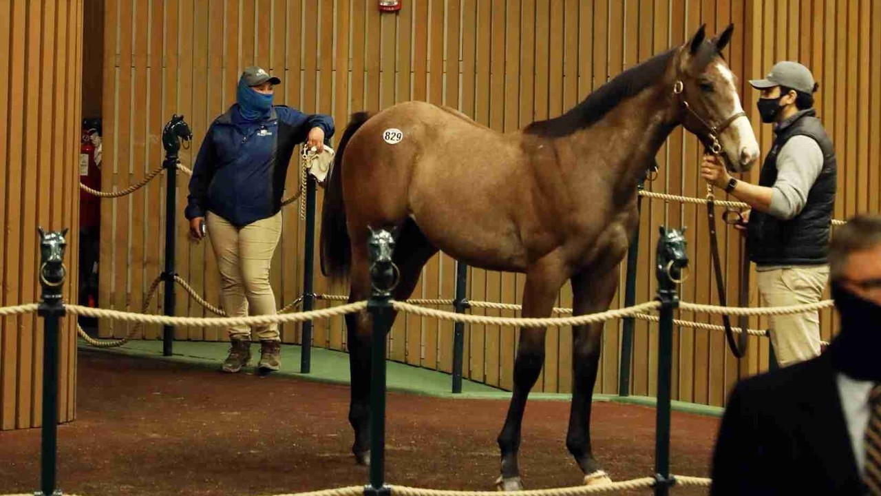 Record-Breaking Colt Headlines OBS June Sale Image 1