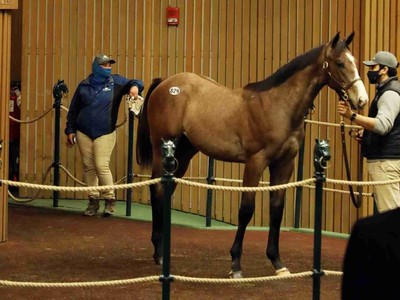 Record-Breaking Colt Headlines OBS June Sale Image 1