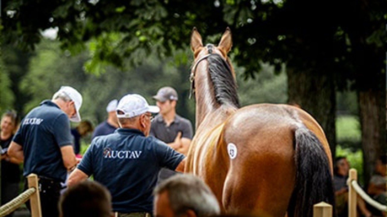 Al Shaqab Catalogues Premium Arabian Bloodstock Image 1