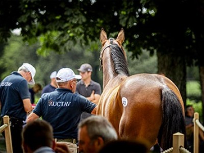 Al Shaqab Catalogues Premium Arabian Bloodstock Image 1
