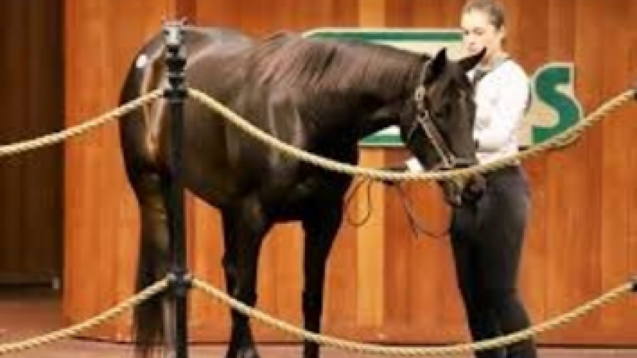 Curlin Filly Commands Record Breaking US$975,000 Image 1