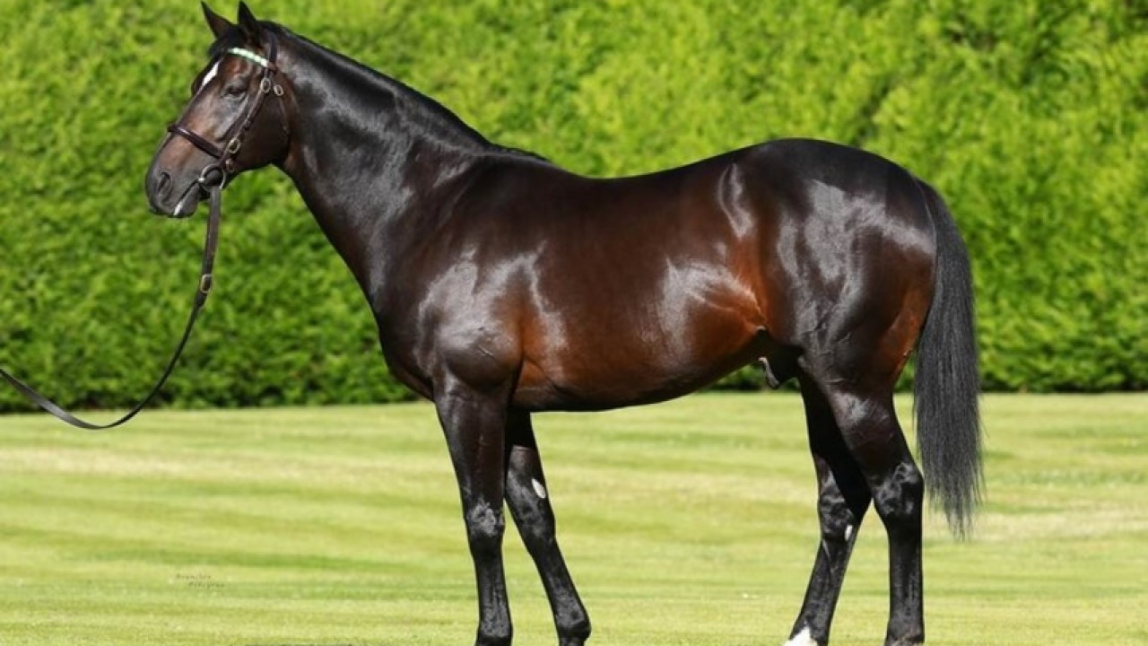 Champion Sire Dansili Dies at 25 Image 2