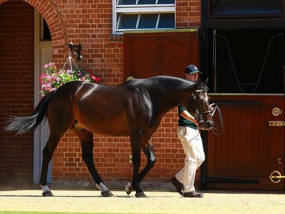 Champion Sire Dansili Dies at 25 Image 1