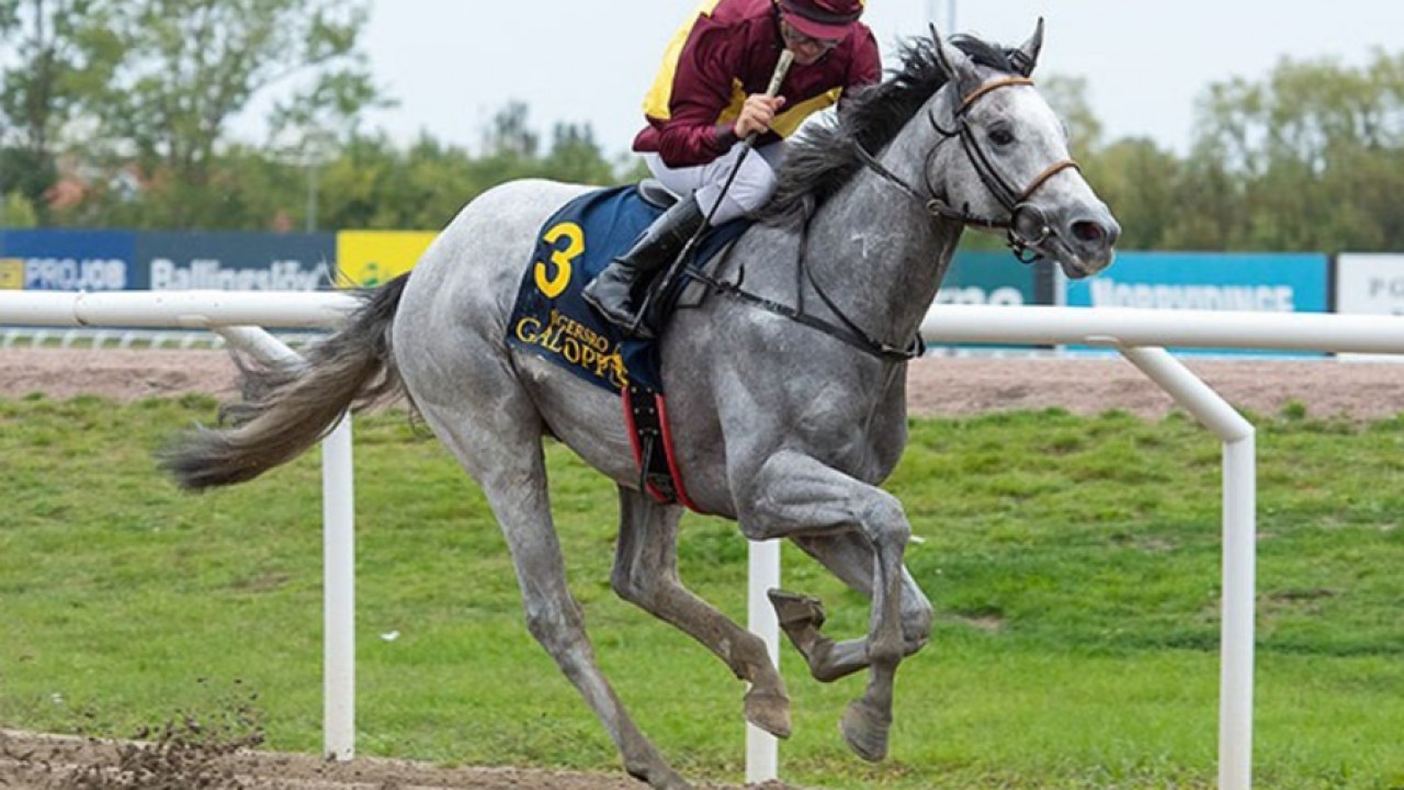 Bent Olsen Primes Pjerrott For UAE 2000 Guineas, And Aims ... Image 3