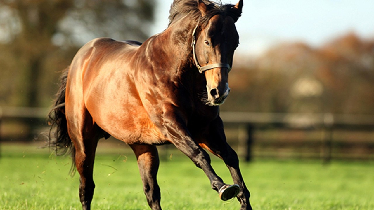Stallion By Stallion Preview Of The Dubai Breeze Up Sale ... Image 2