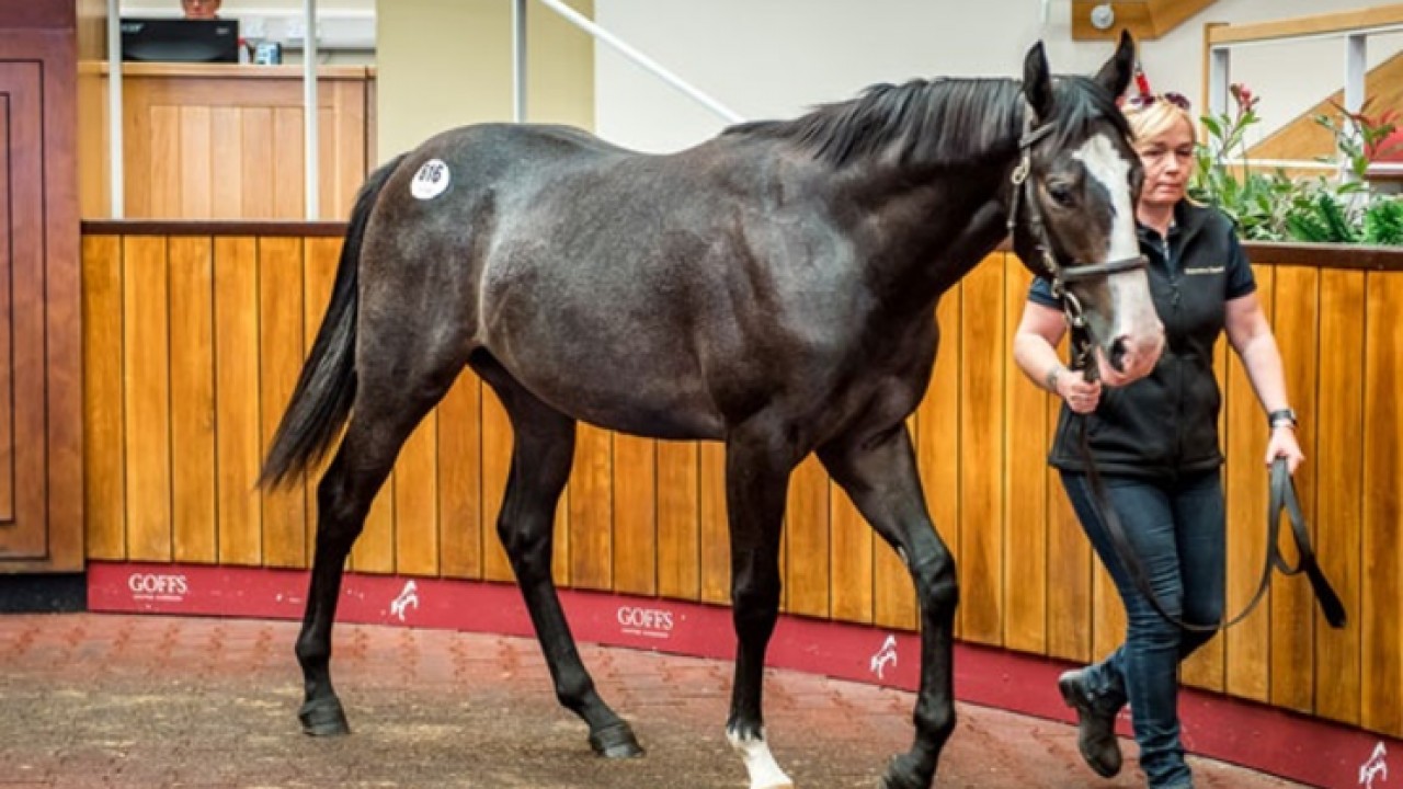 Stallion By Stallion Preview Of The Dubai Breeze Up Sale ... Image 1