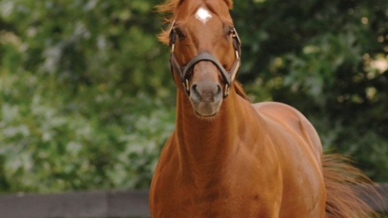Stallion By Stallion Preview Of The Dubai Breeze Up Sale ... Image 7