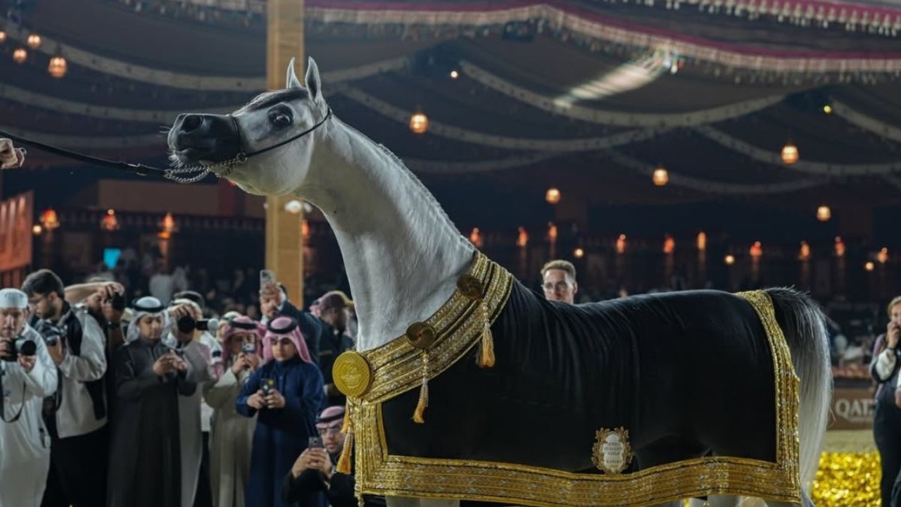 GCAT Doha 2026 Concluded With D Shahhar Being Crowned Senior Stallion Champion, Featuring Top Arabian Horses. (Marhaba.qa)