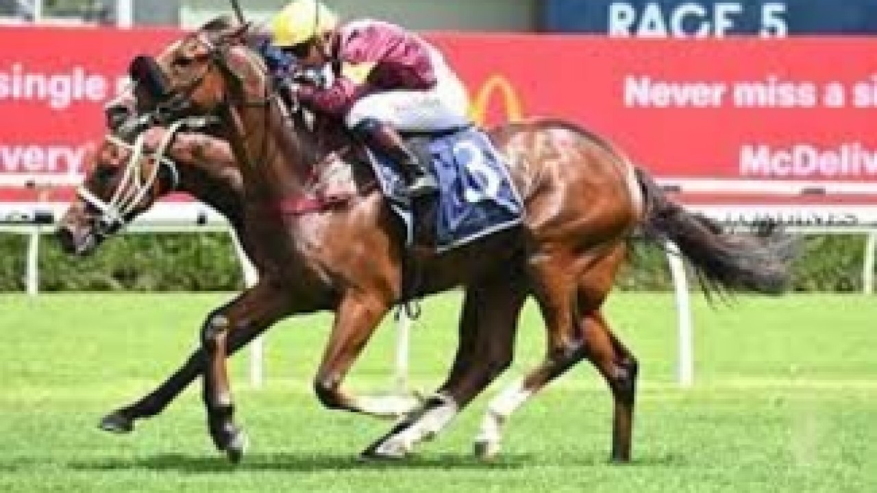 Preview: Zaaki Looks To Be In Top Form For Gr.1 Doomben Cup Image 3