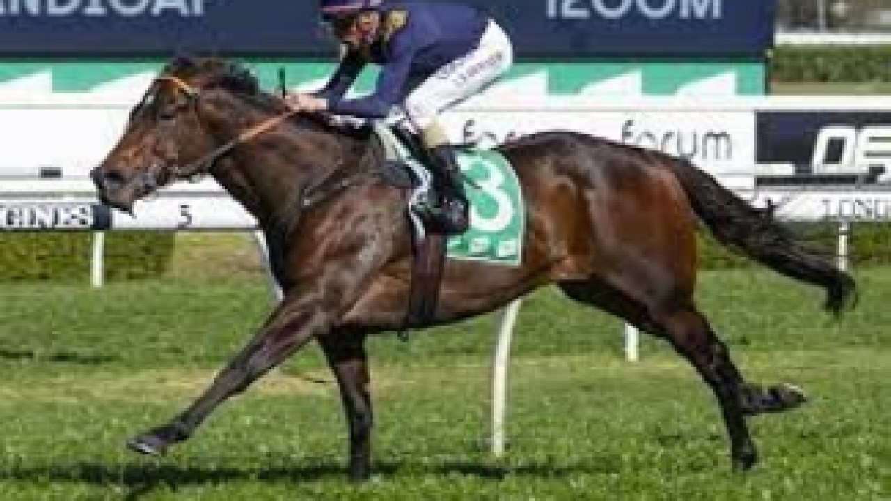 Moreton Cup Winner Baller Unlikely For Gr.1 Stradbroke ... Image 2