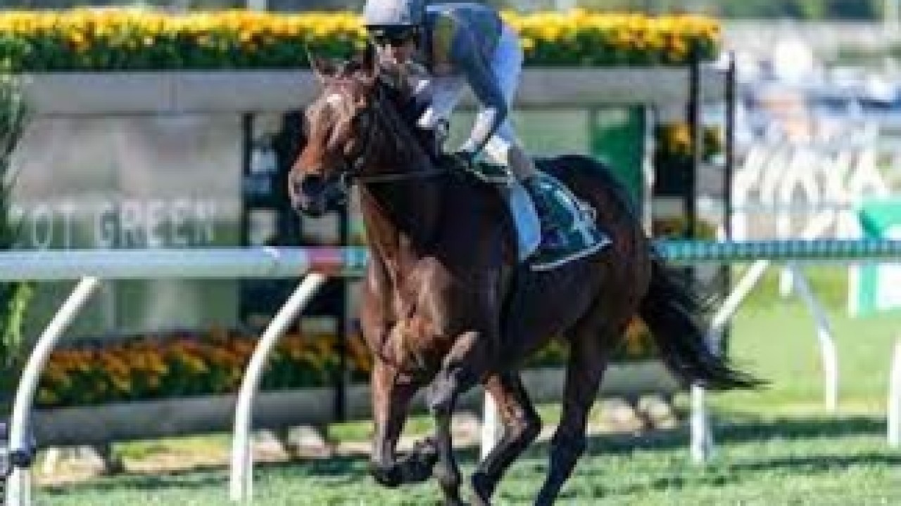 Moreton Cup Winner Baller Unlikely For Gr.1 Stradbroke ... Image 1