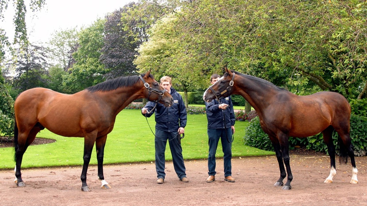 Prominent International Sire More Than Ready Dies at 25 Image 2